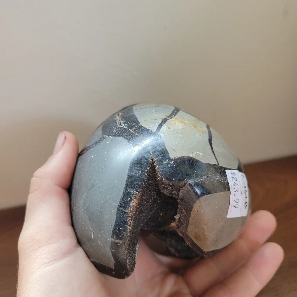 2.75 lb Septarian Partial Egg Black Crystal UV Light Reactive Statement Piece